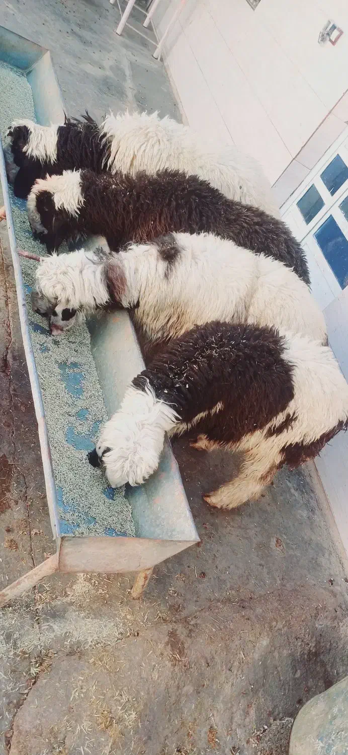 بره چاق چاق روغنی|حیوانات مزرعه|مسجد سلیمان, |دیوار