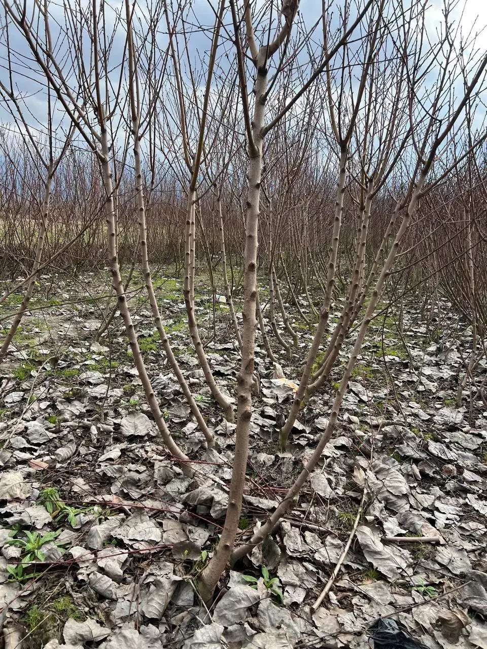 نهالستان هلو و شلیل|خدمات باغبانی و درختکاری|بندر گز, |دیوار