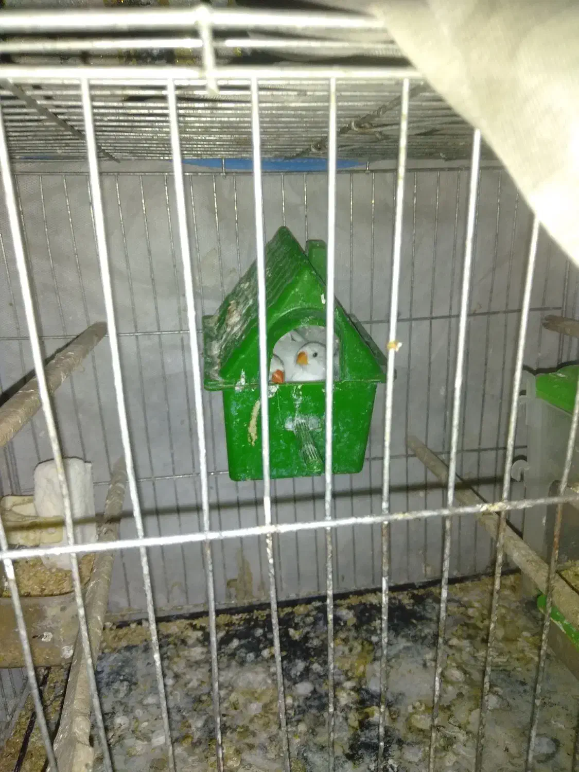 فروشی|پرنده|تهران, استاد معین|دیوار