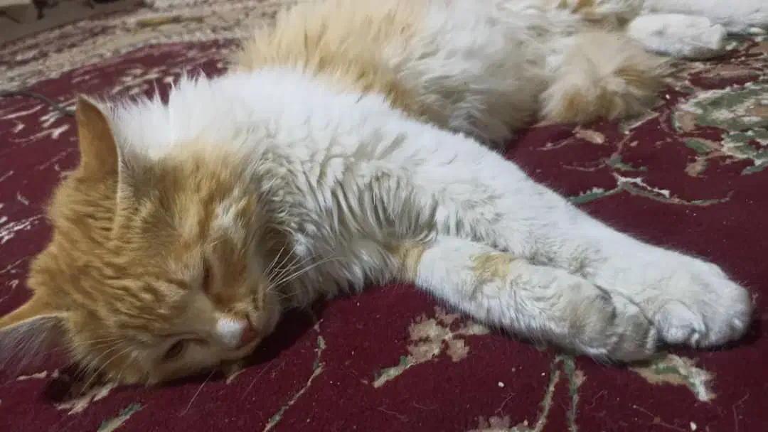 گربه|گربه|سمیرم, |دیوار