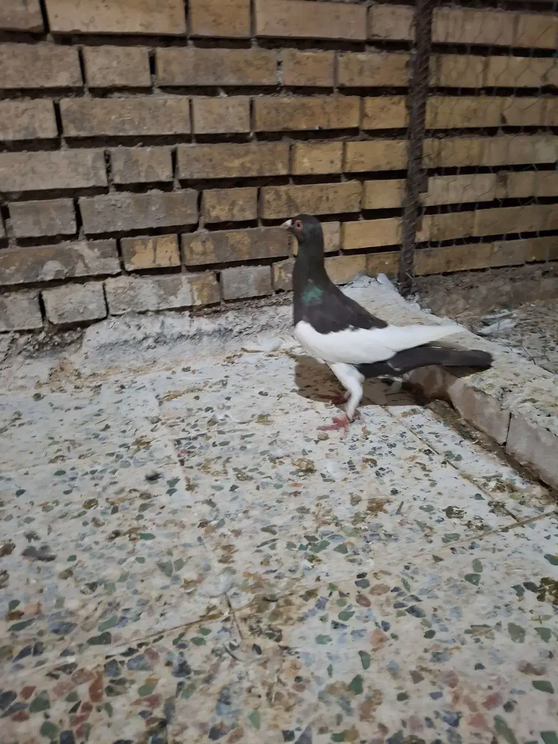 نر یهودی دوری|پرنده|دزفول, |دیوار