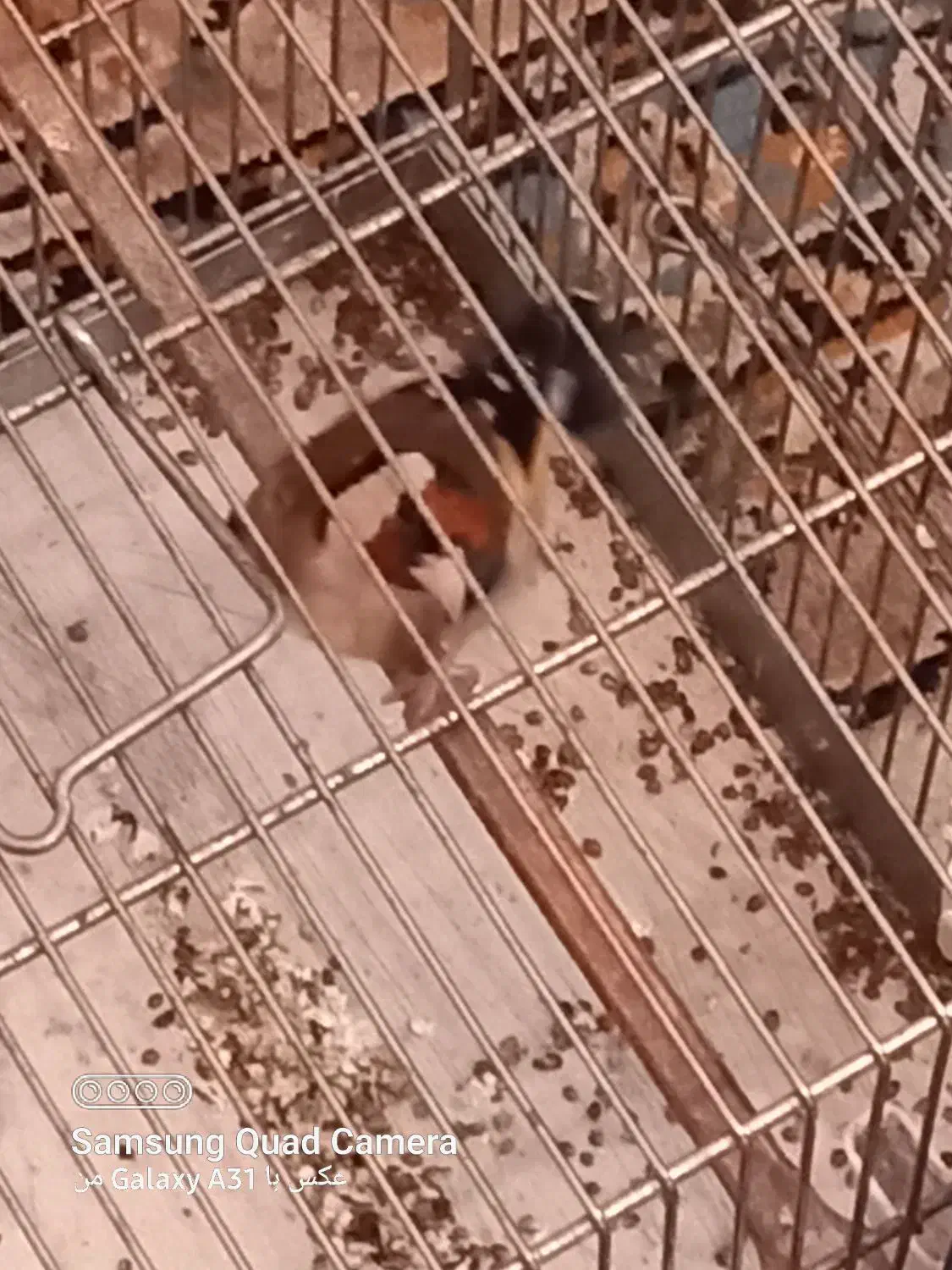 سره نقابدار زیبا|پرنده|فردیس, شهرک شهید حسینی|دیوار