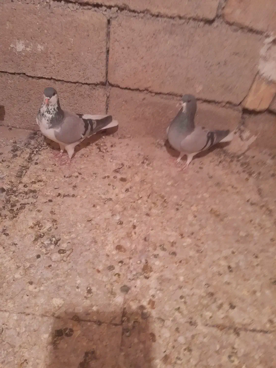 نرماده خشرنگسیاه چپ سبز بدرنگ سبز|پرنده|شیراز, فرودگاه شهید دستغیب شیراز|دیوار