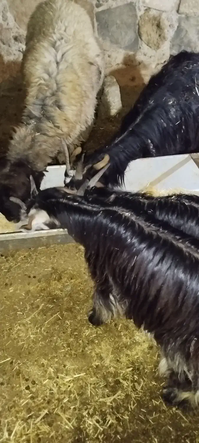 بیگ میش|حیوانات مزرعه|لالی, |دیوار