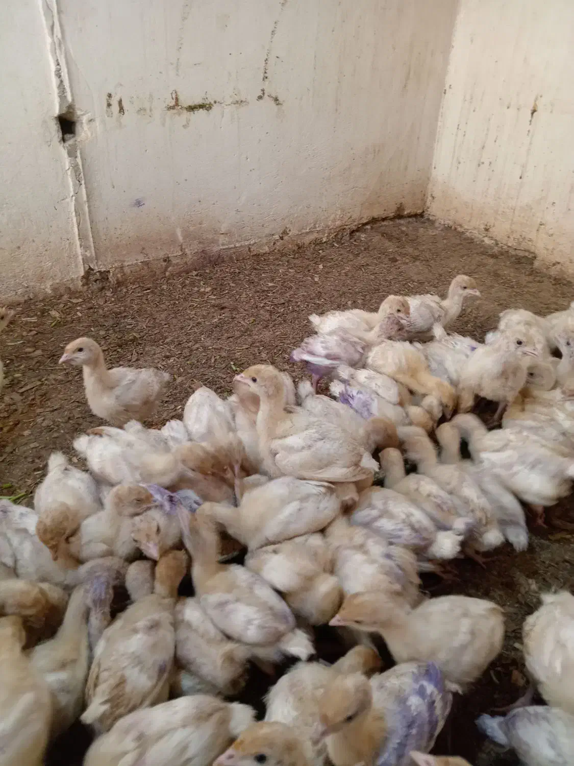 جوجه بوقلمون بیوتی گوشتی|حیوانات مزرعه|بهشهر, |دیوار