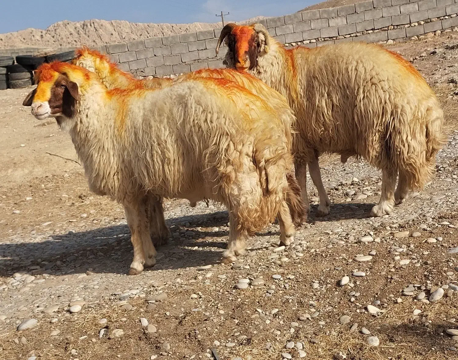 ۳ راس قورچ داشتی|حیوانات مزرعه|پلدختر, |دیوار