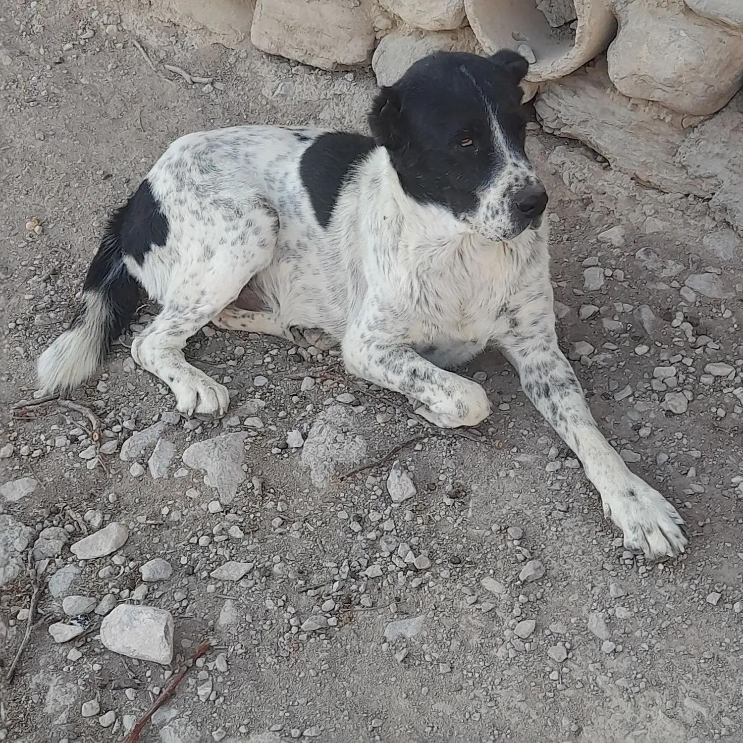 سگ گوسفندی|سگ|شیروان (خراسان), |دیوار