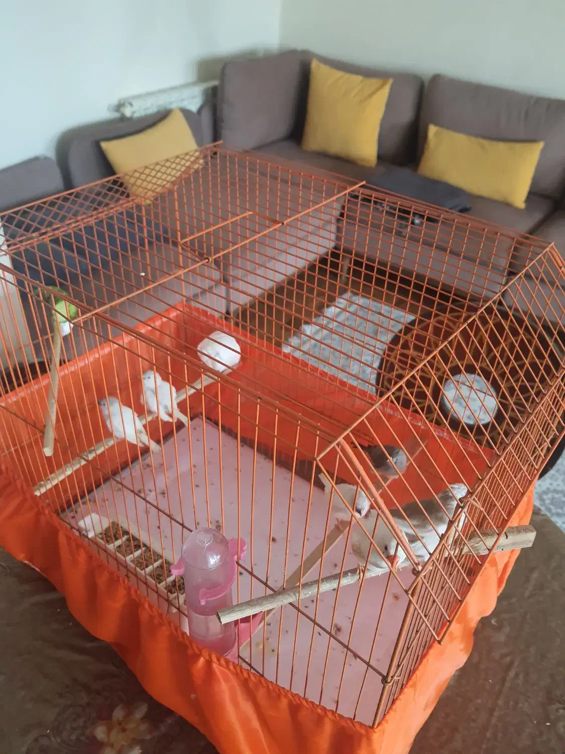 فنچ|پرنده|تهران, آسمان|دیوار