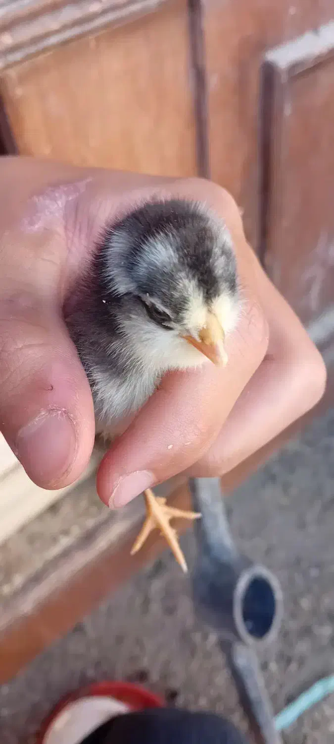 مرغ گلین و جوجه بوقلمون|حیوانات مزرعه|فولادشهر, زاینده رود|دیوار