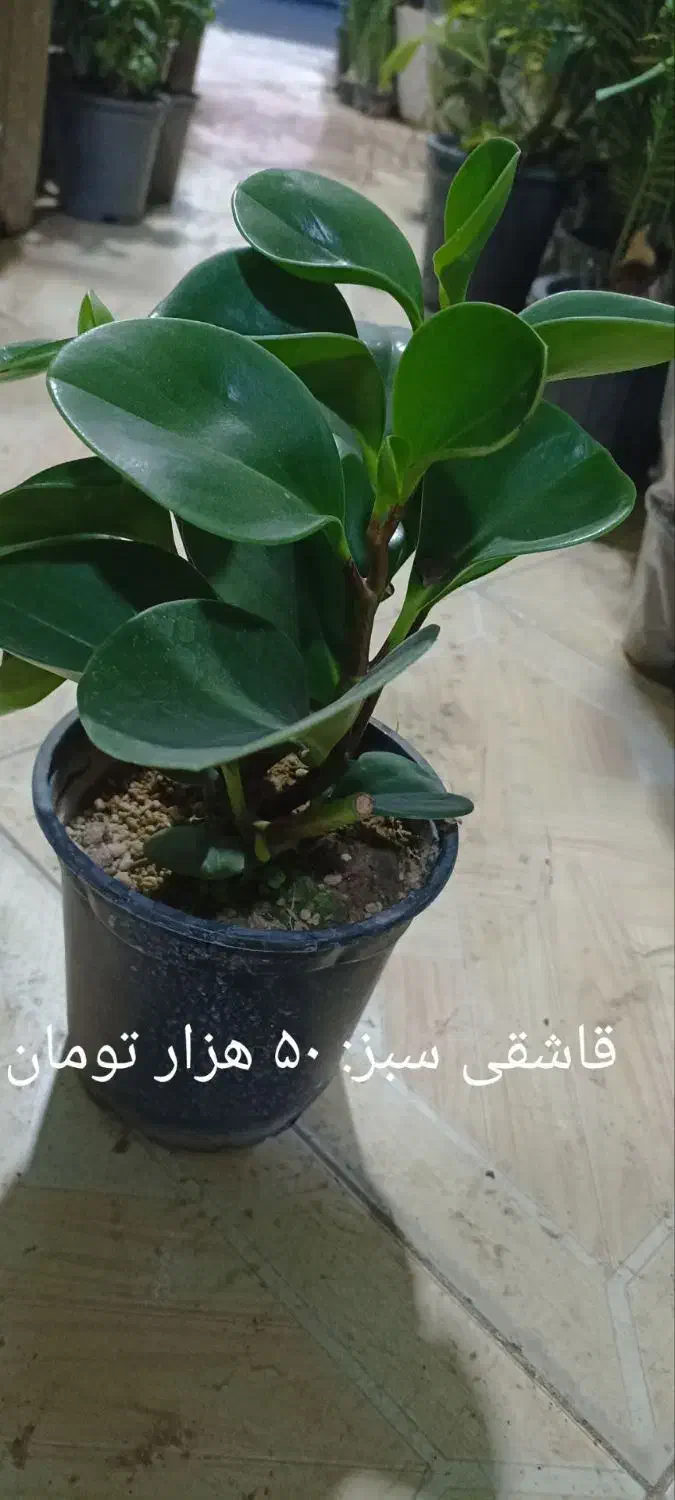 فیلدندرون برکین پُر برگ|گل و گیاه طبیعی|فردیس, شهرک ارم|دیوار