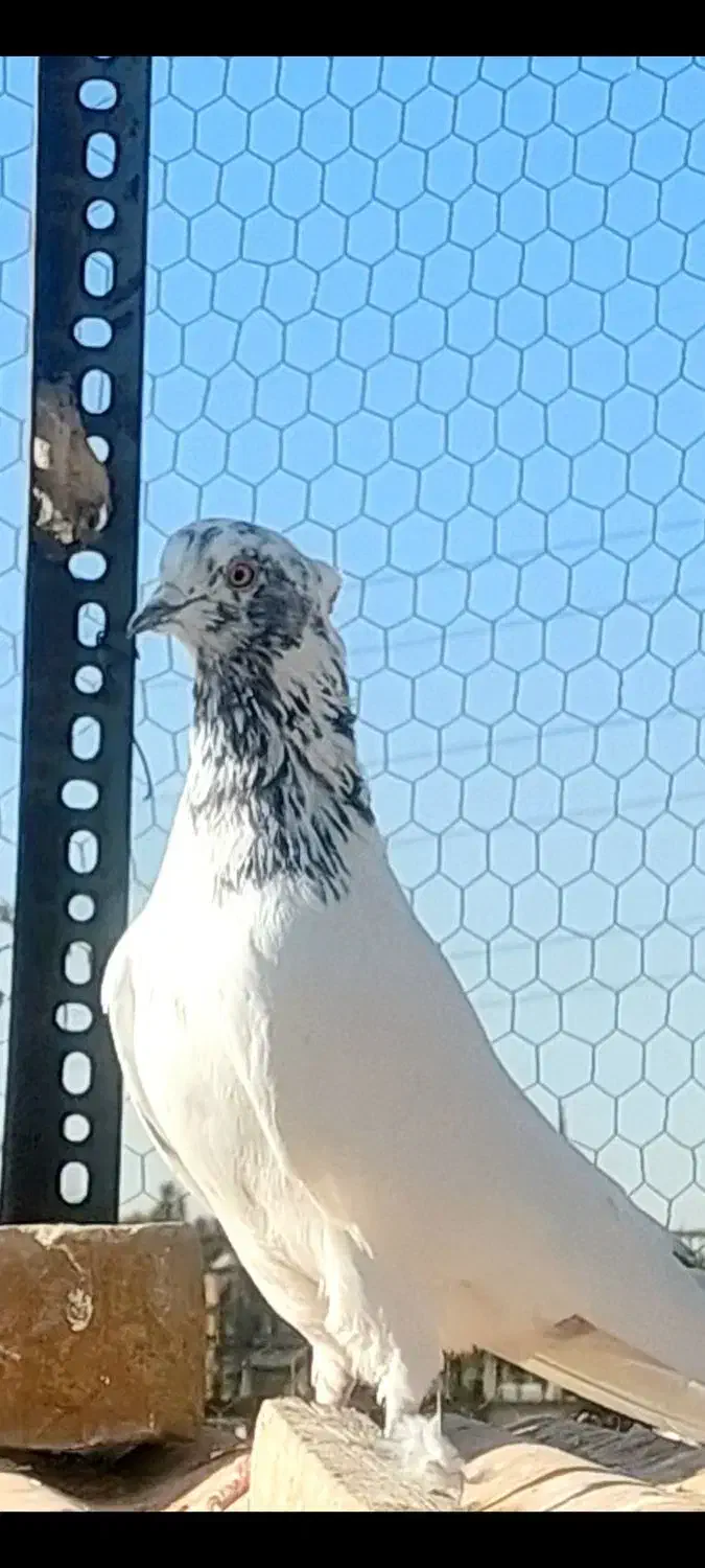 کفتر آس|پرنده|کرج, فاز ۲ مهرشهر|دیوار