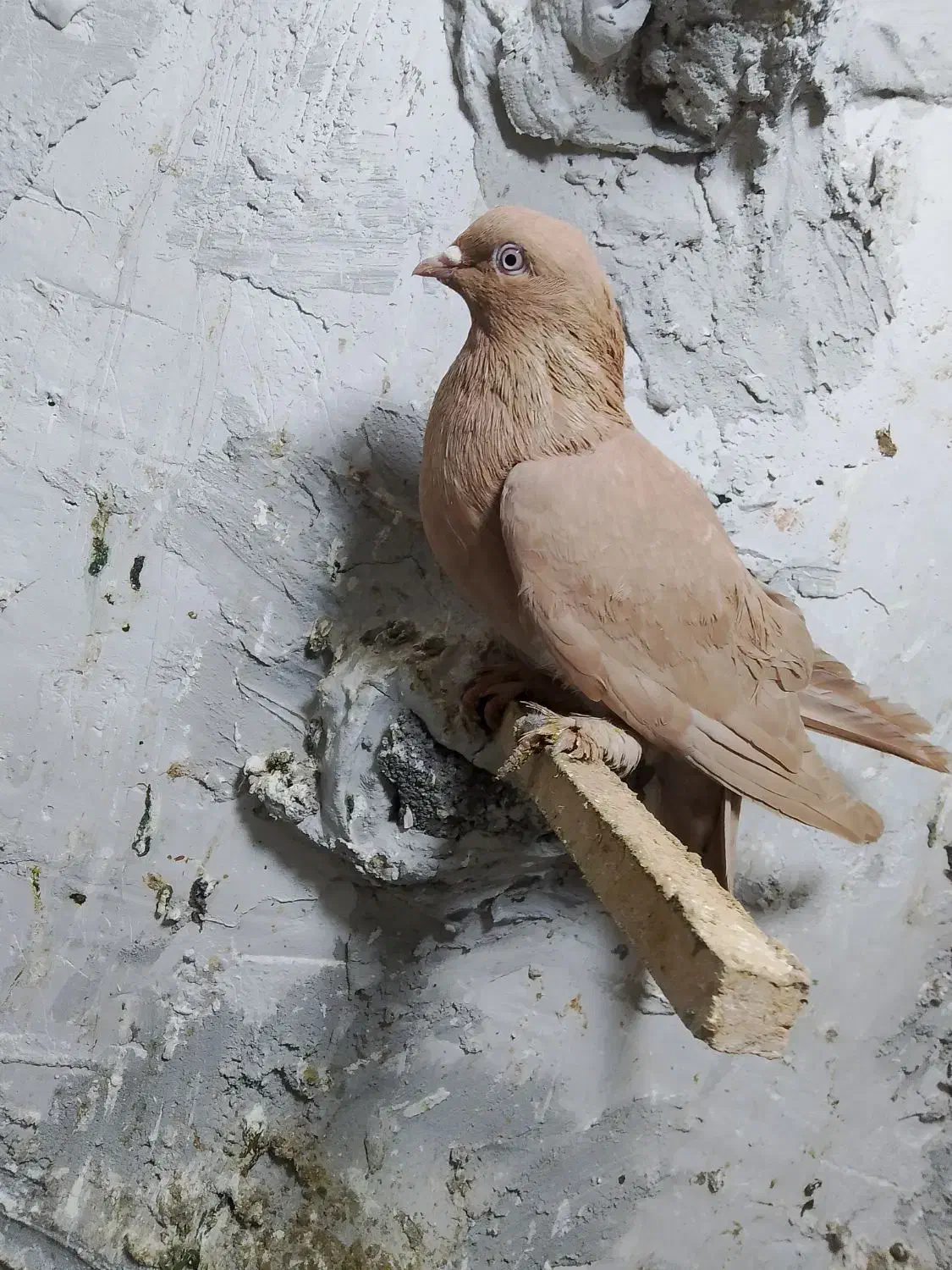 کبوتر|پرنده|شیراز, شهرک قمشه|دیوار