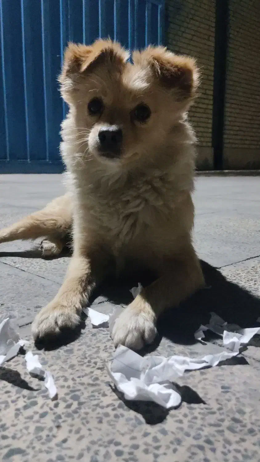 سگ پامر اشپیتز|سگ|بهارستان, |دیوار