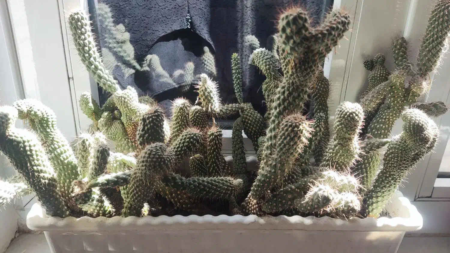 گل هایه زیبا|گل و گیاه طبیعی|جوانرود, |دیوار