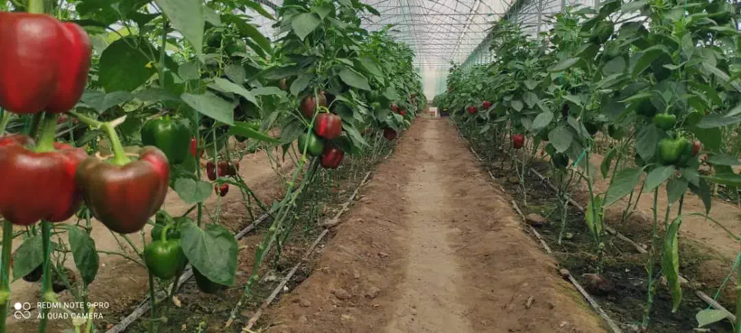 فروش کود جلبک دریایی الگالند|عمدهفروشی|بندرعباس, |دیوار