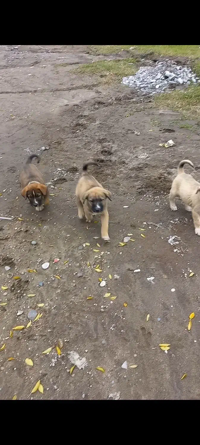 توله دورگ سرابی|سگ|عباسآباد, |دیوار