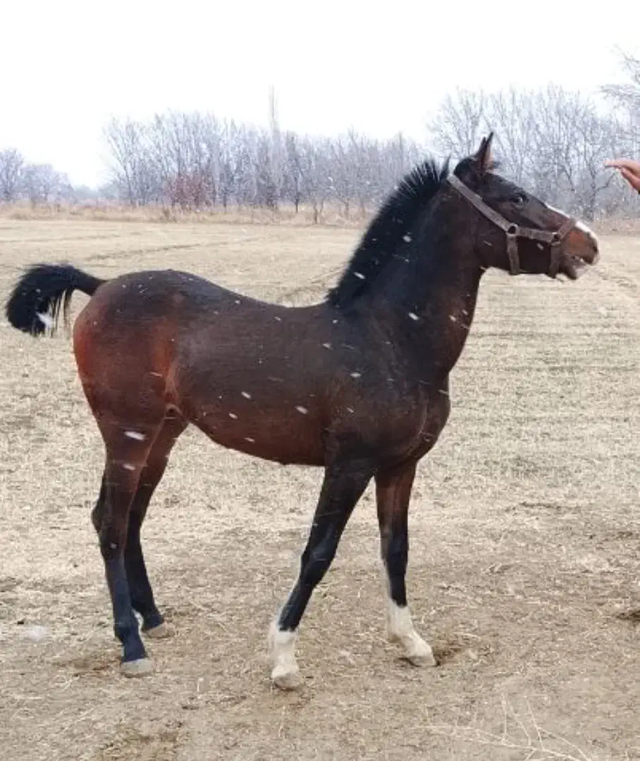 اسب|اسب و تجهیزات اسب‌سواری|ملایر, |دیوار