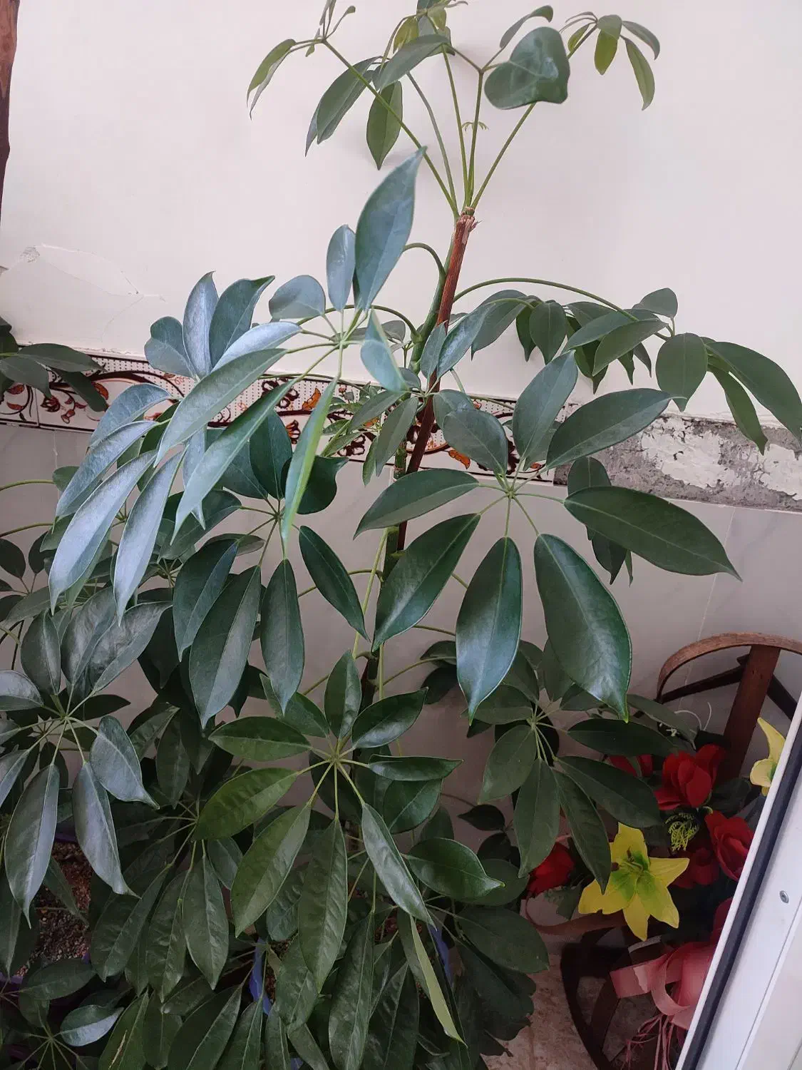 گل طبیعی|گل و گیاه طبیعی|کامیاران, |دیوار