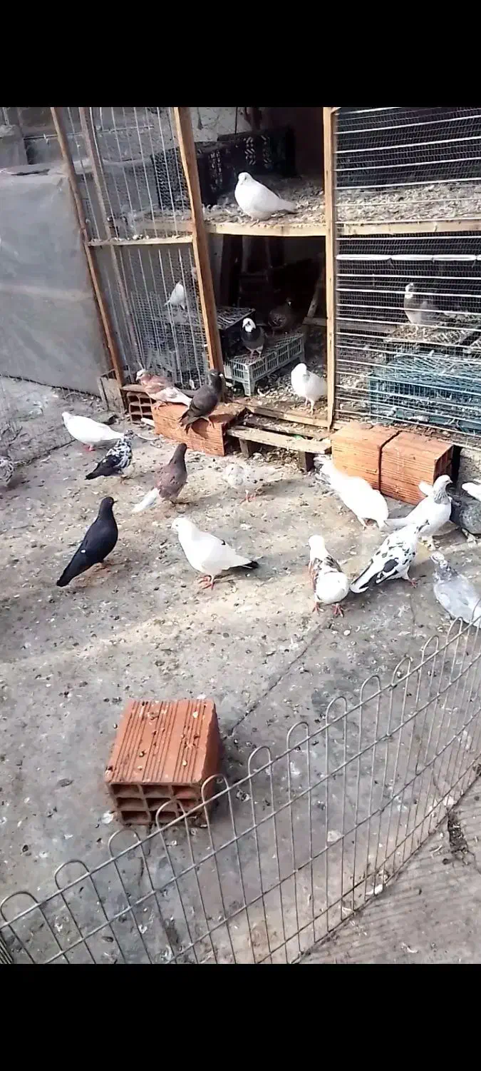 کبوتر غریب شهرستان|پرنده|آمل, |دیوار