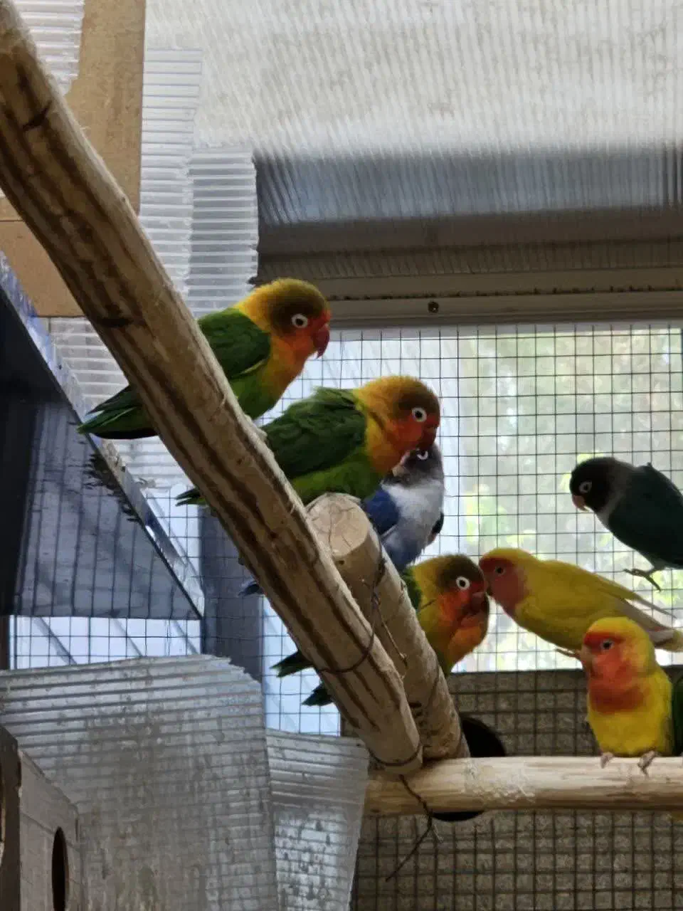 فروش کوتوله جفتی|پرنده|اردکان, |دیوار