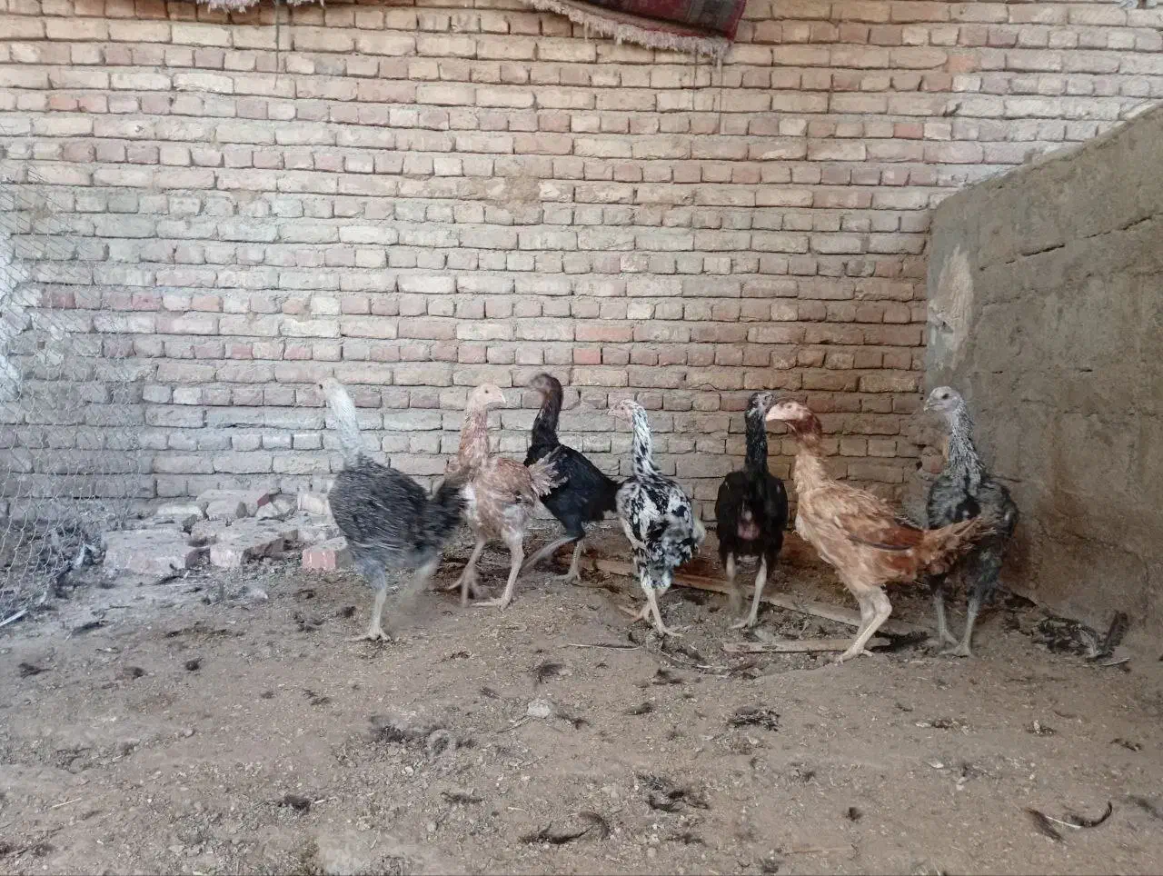 لاری|حیوانات مزرعه|شبستر, |دیوار