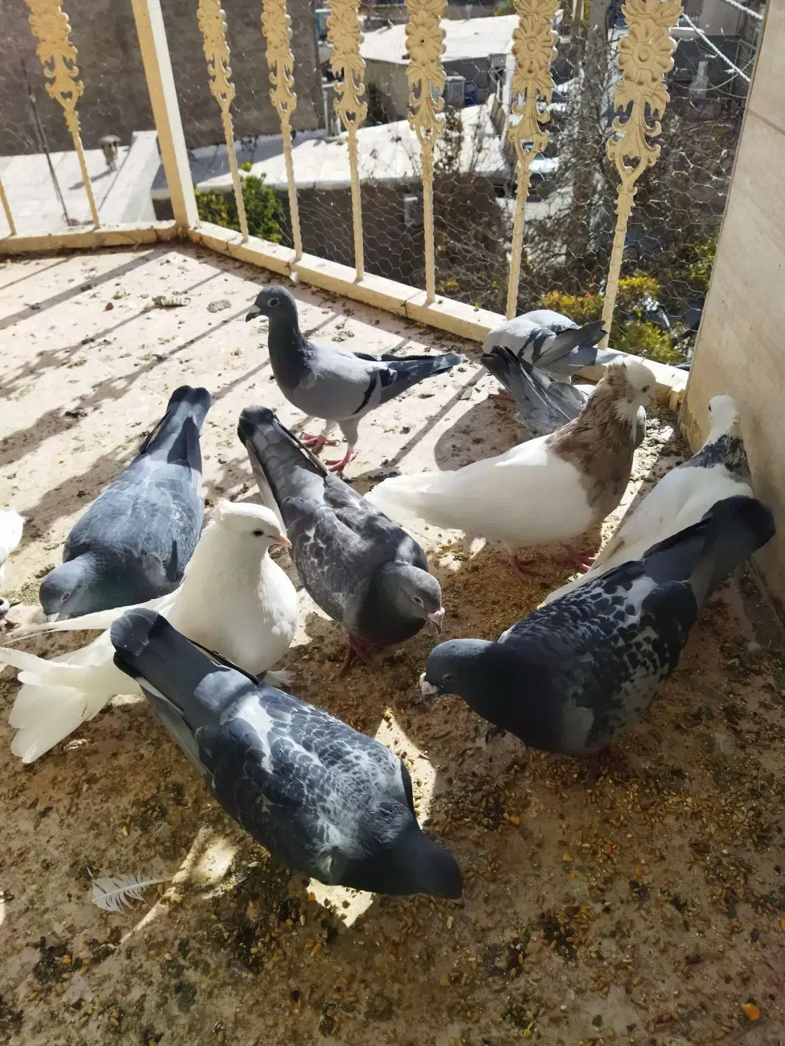 طوقی|پرنده|بومهن, |دیوار