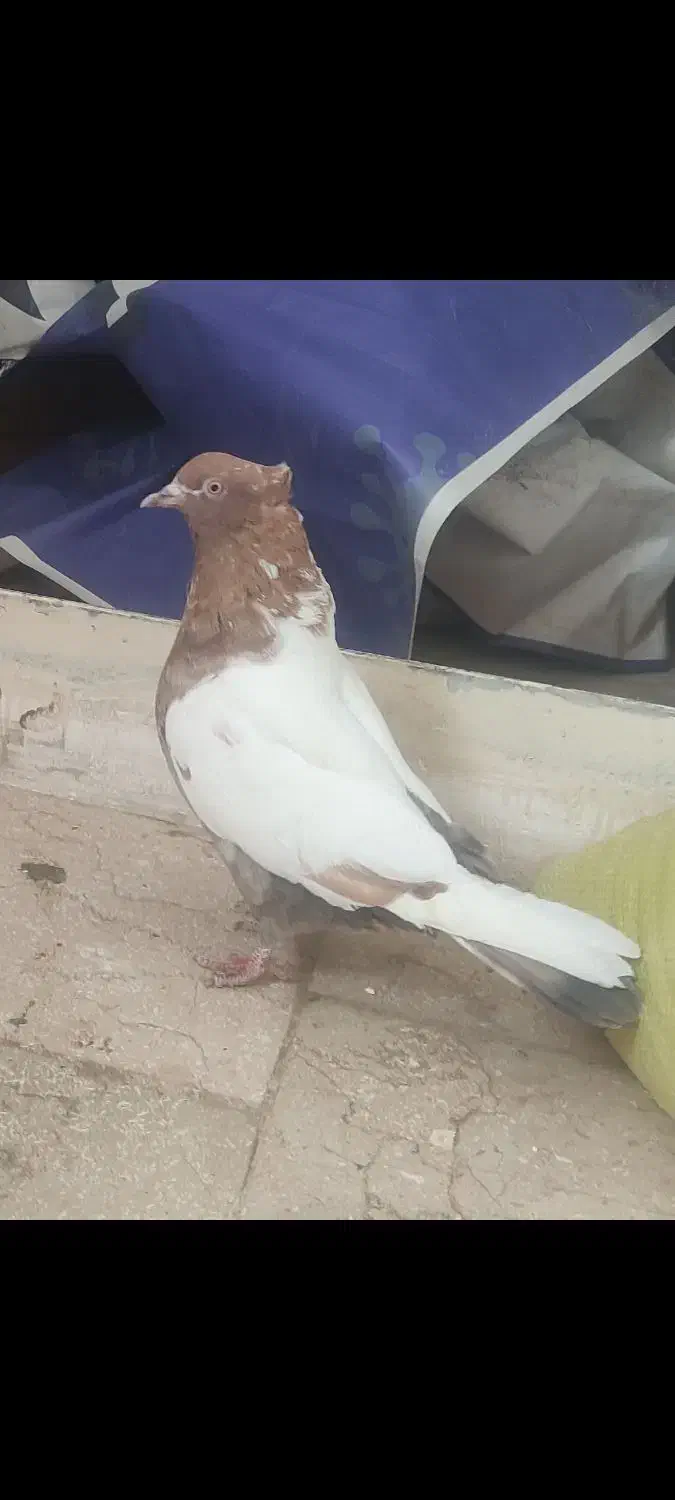 کبوتر|پرنده|قره پشتلو, |دیوار