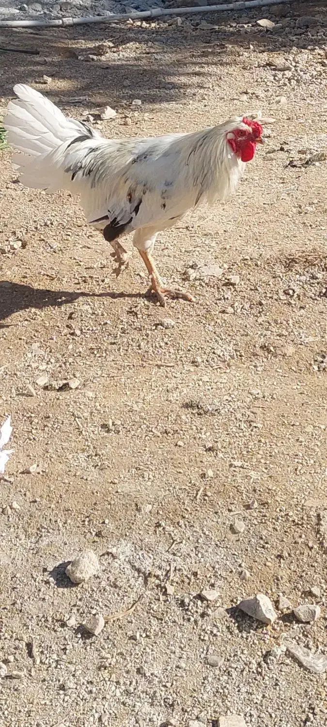 خروس گلین|حیوانات مزرعه|سرپل ذهاب, |دیوار