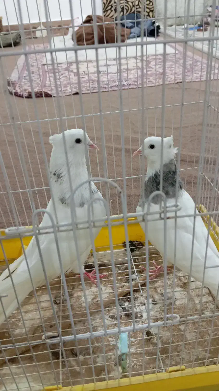 طوقی|پرنده|بندر گناوه, |دیوار