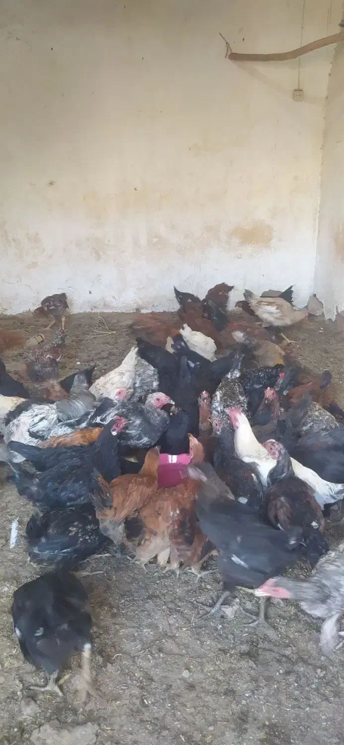 تخچه مرغ و خروس|حیوانات مزرعه|نیشابور, ابراهیمی|دیوار