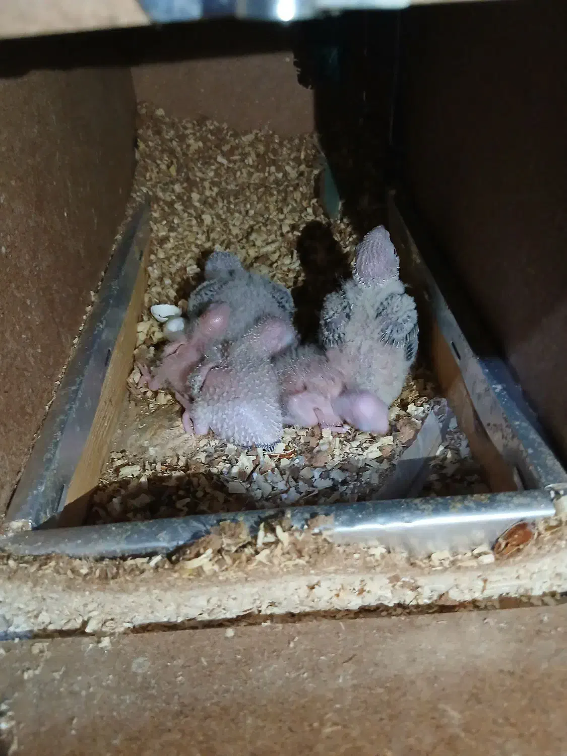 جوجه گرینچیک|پرنده|مشهد, کارگران|دیوار