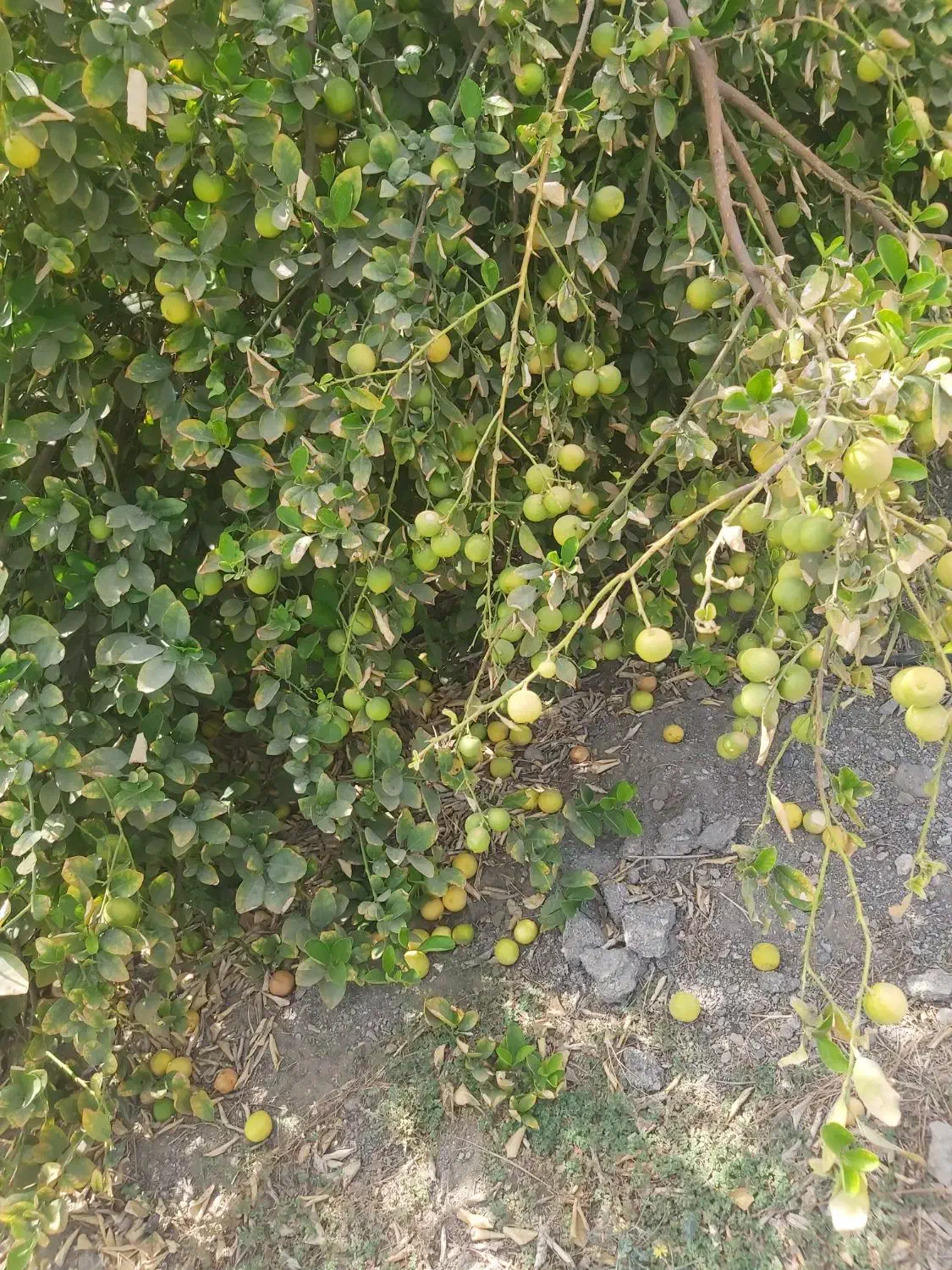 فروش یه قطعه زمین باغی برنطین|فروش زمین و ملک کلنگی|بیکاه, |دیوار