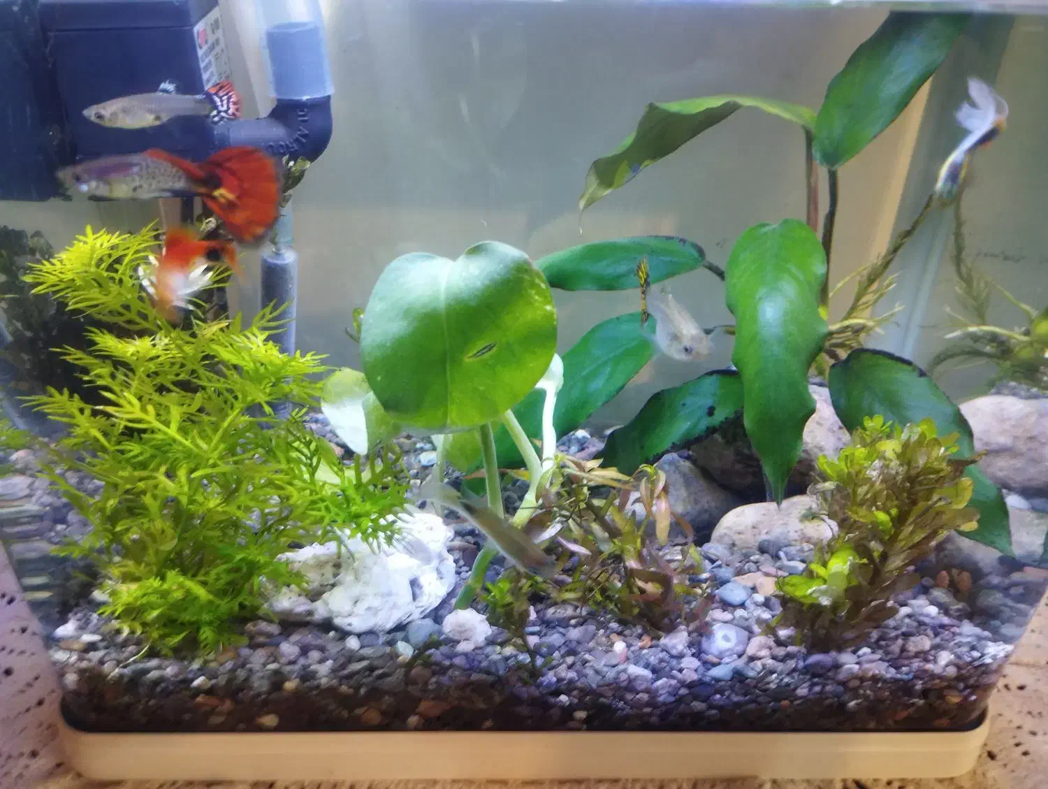 آکواریوم دلسا شیشه خم|ماهی|مشهد, آزادشهر|دیوار