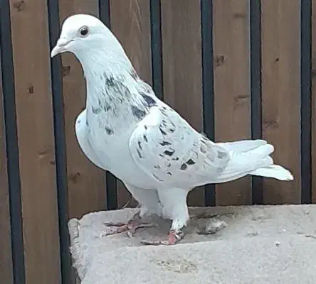 کفتر مایه پرشی ابلغ|پرنده|قم, سربخش|دیوار