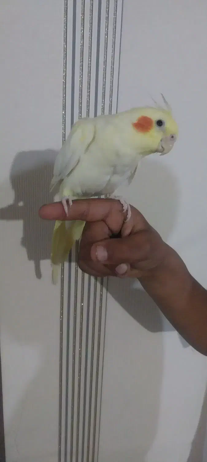 عروس هلندی|پرنده|سیرجان, |دیوار