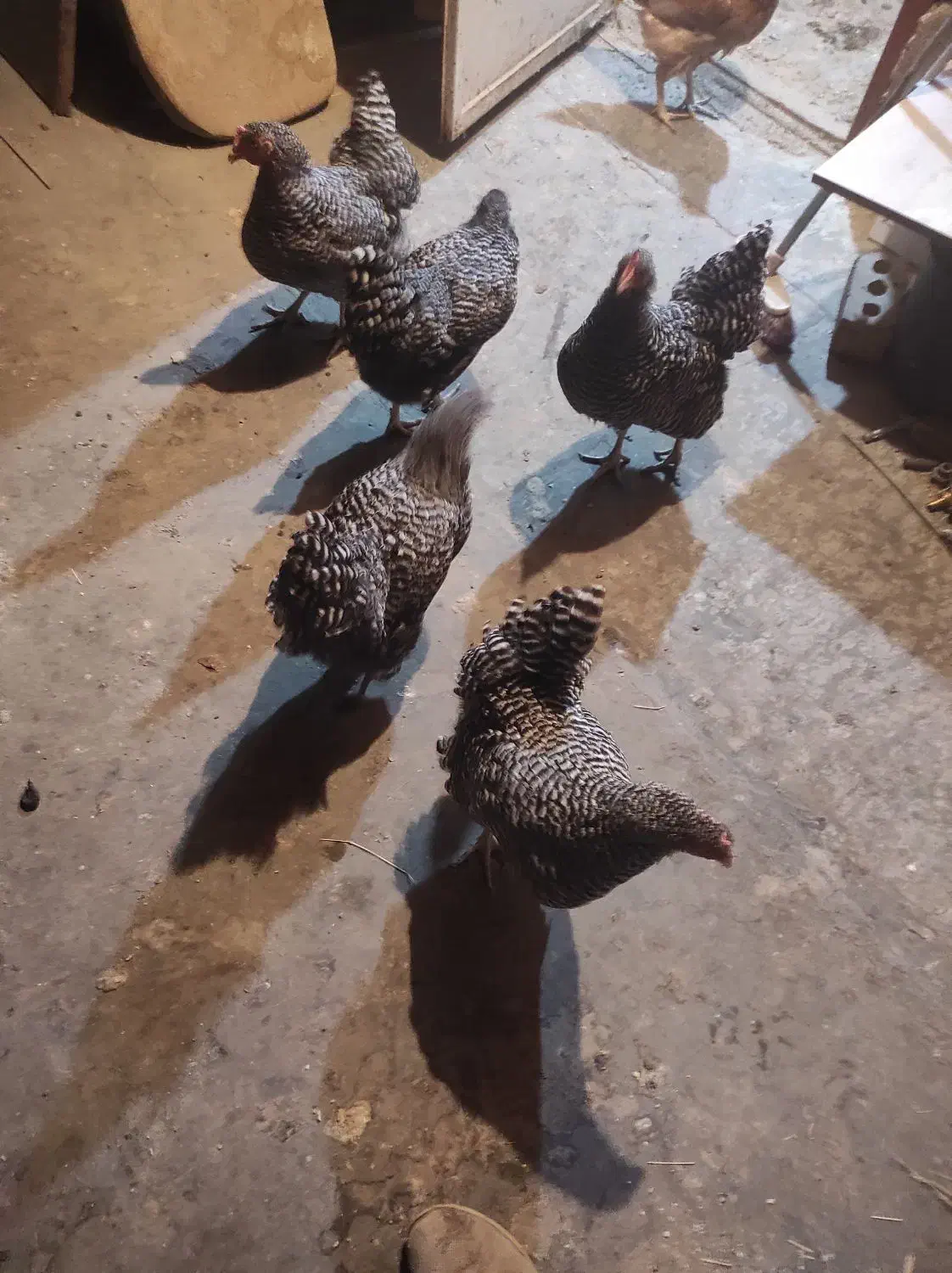 مرغ امروک تخم گذار|حیوانات مزرعه|شیراز, کوشک میدان|دیوار