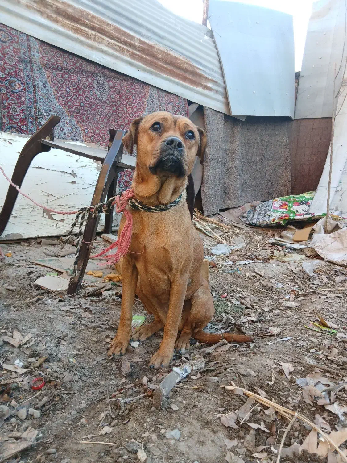 سگ پیت پول ماده|سگ|مشکین‌دشت, |دیوار