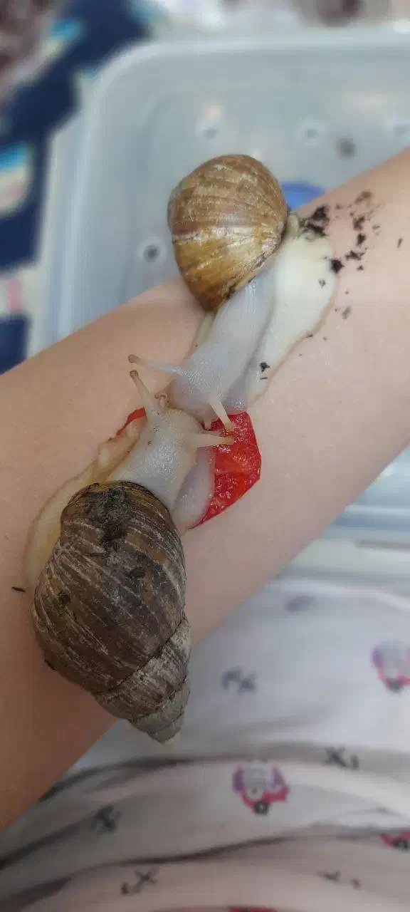 فروش حلزون|خزنده|لنجان, |دیوار