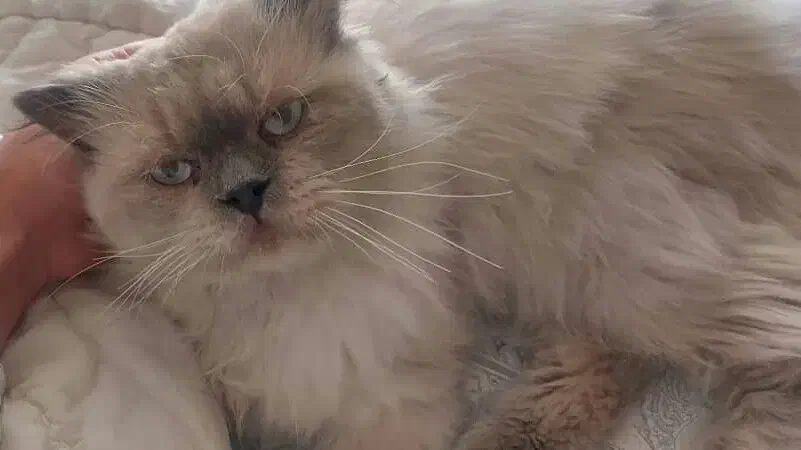 گربه هیمالین|گربه|ارومیه, |دیوار