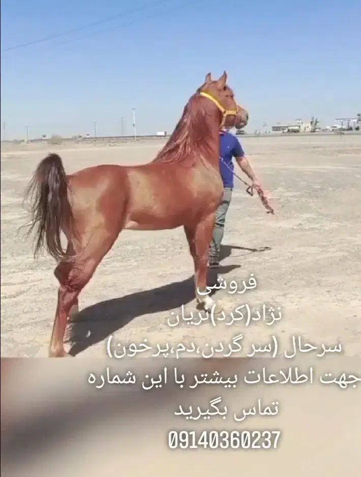 اسب|اسب و تجهیزات اسب‌سواری|بم, |دیوار