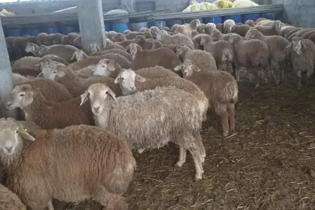 گوسفند پروارپرگوشت /گوسفند خونی|حیوانات مزرعه|مشهد, کشاورز|دیوار