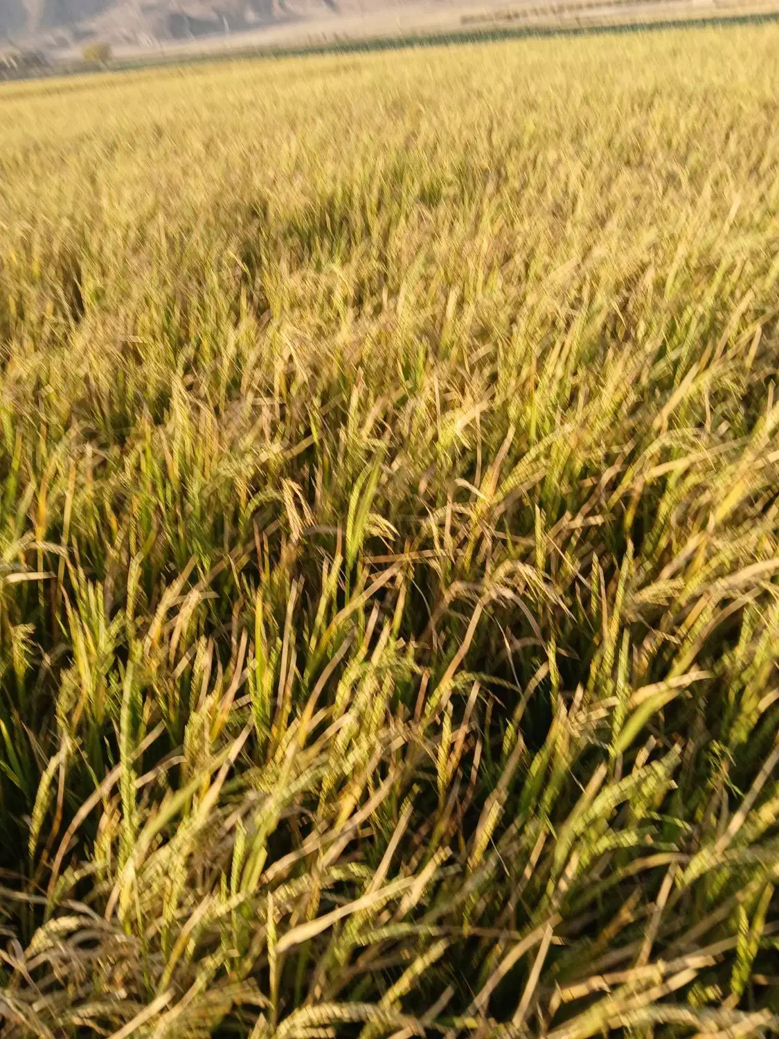 فروش ۳تن چلتوک لنجونی|خوردنی و آشامیدنی|فیروزآباد (فارس), |دیوار