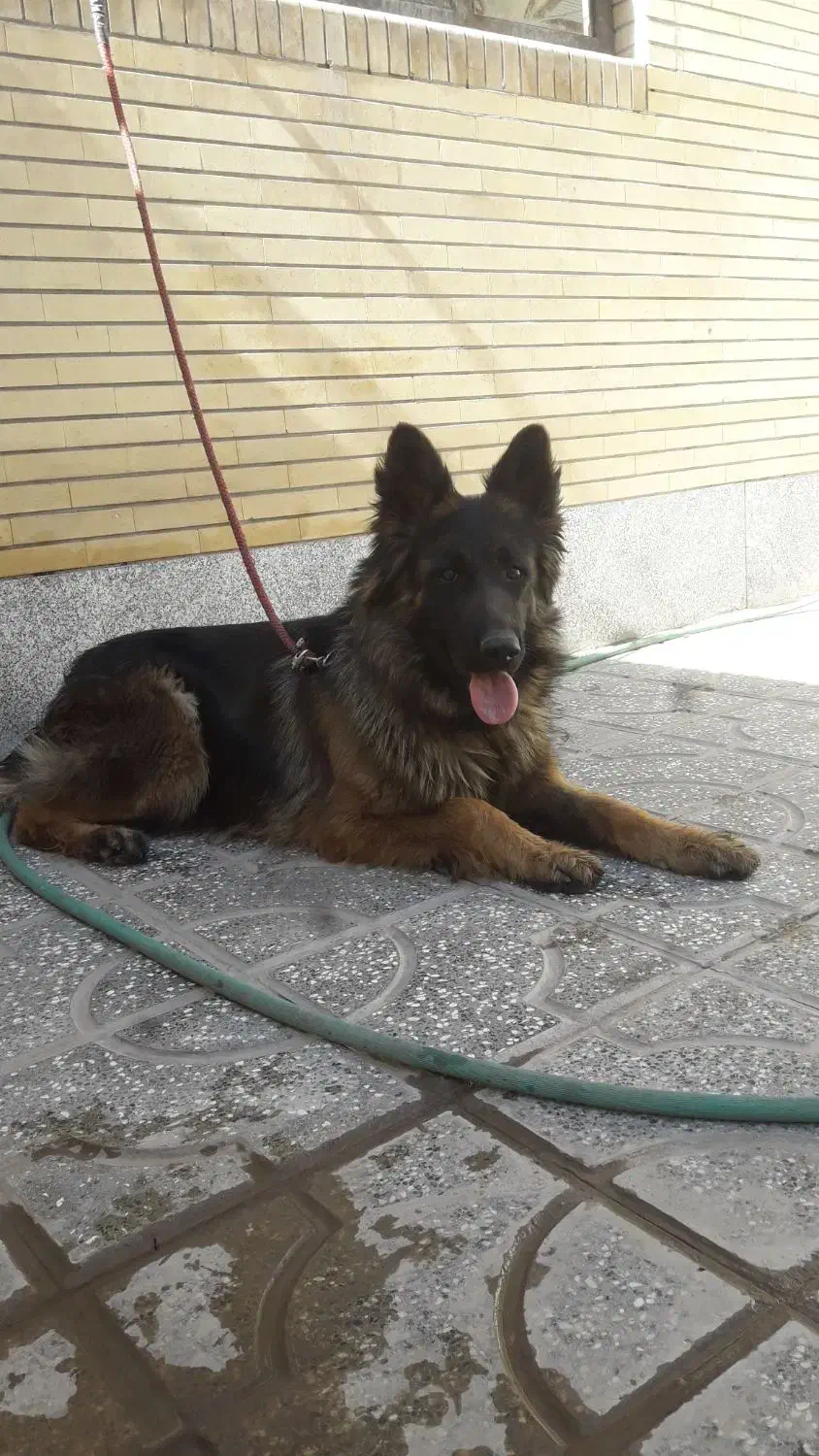 ژرمن ماده|سگ|کرمان, |دیوار