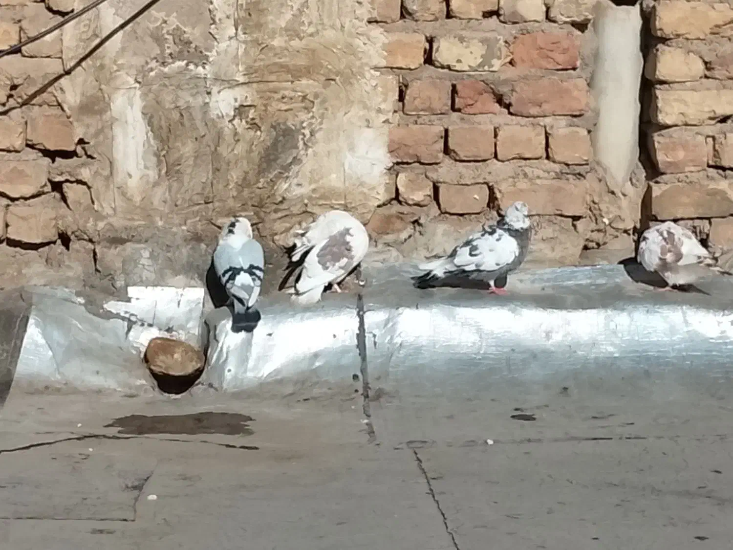 ۶عددکفترسالم|پرنده|قم, انسجام|دیوار