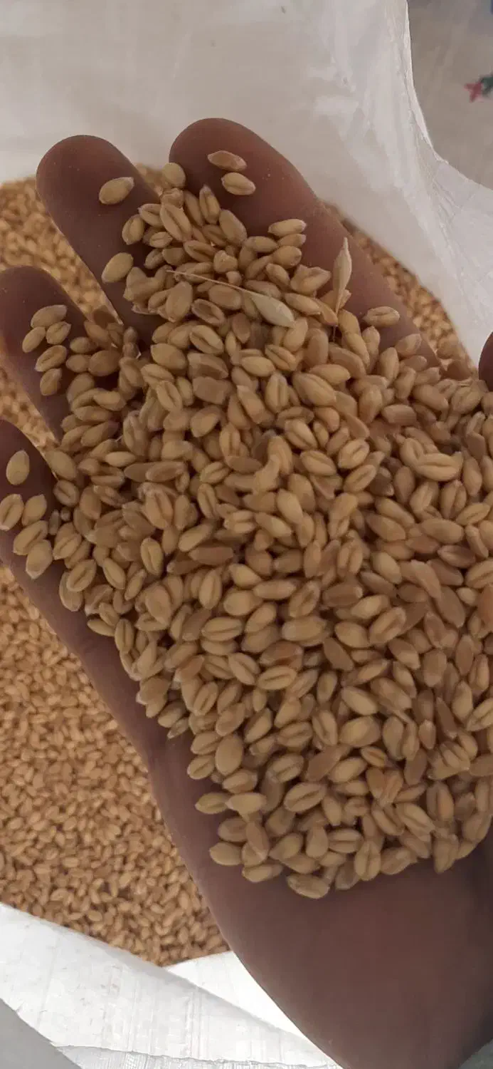 گندم بذری آبی درجه یک|عمده‌فروشی|خرمدره, |دیوار