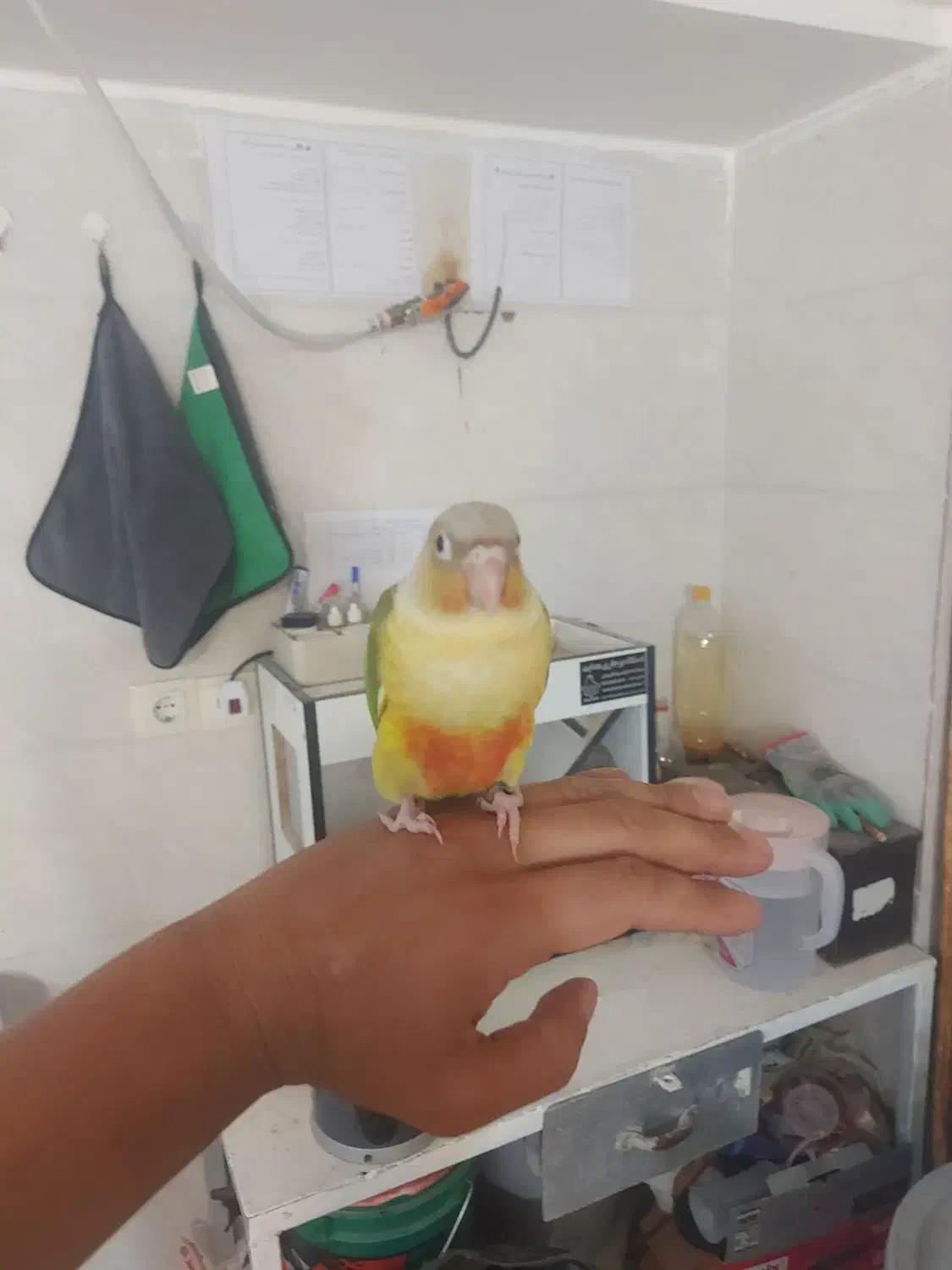 فروش گرینچیک فول رام و دستی|پرنده|شیراز, تحویلی|دیوار