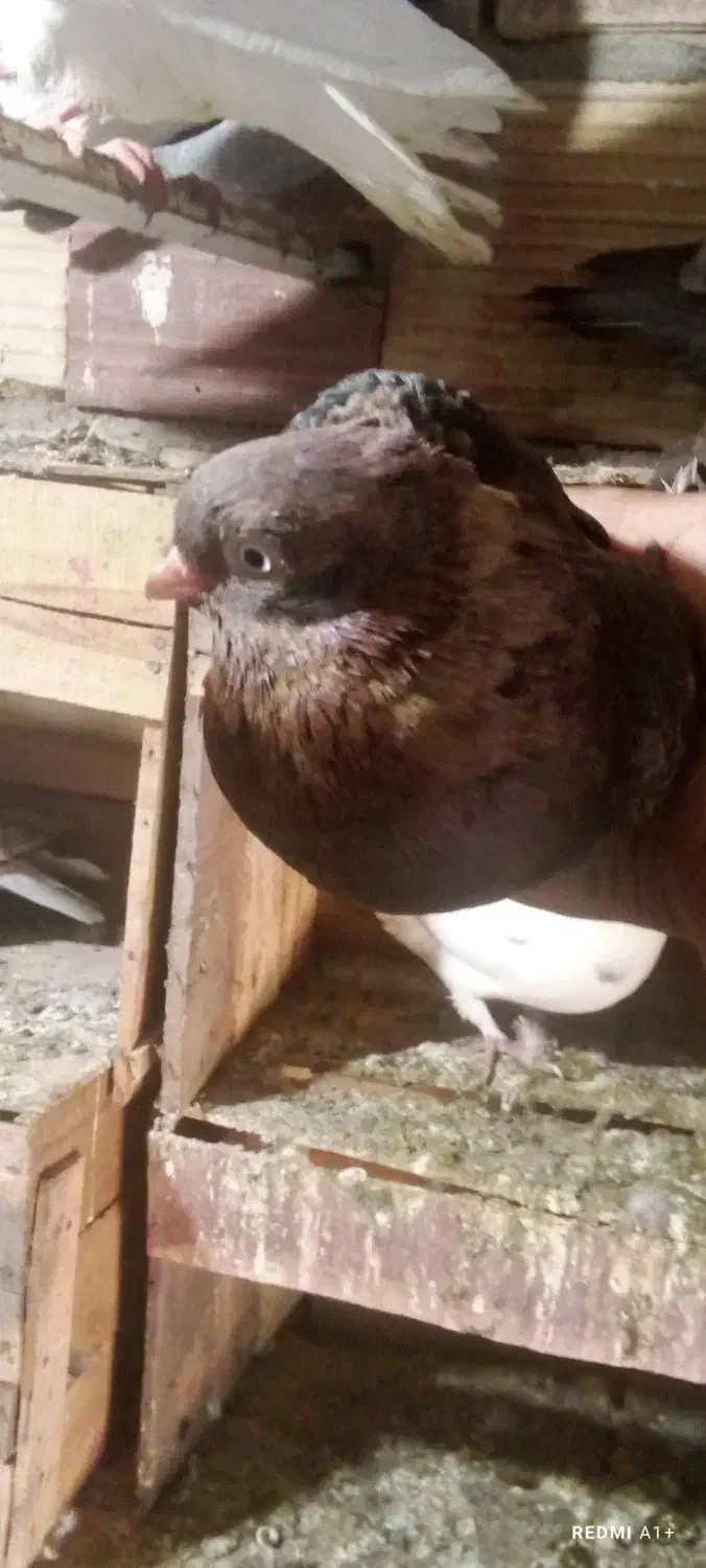 کبوتر|پرنده|بم, |دیوار