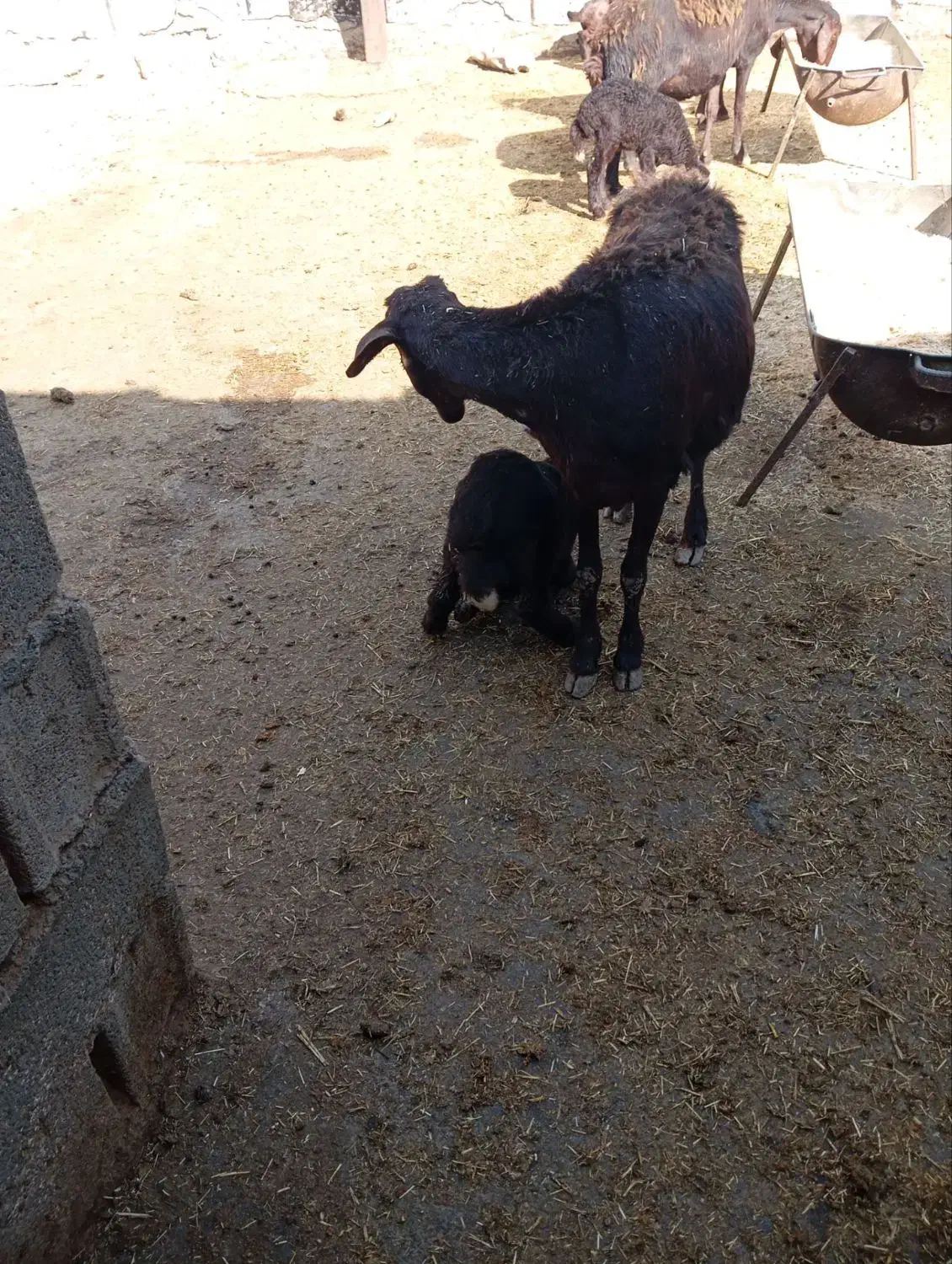 دوراس میش و بره غرل افشار|حیوانات مزرعه|بروجرد, |دیوار