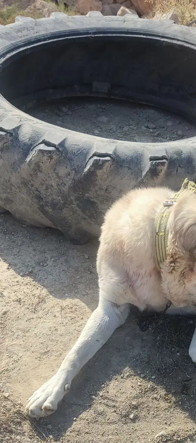 سگ عراقی گم شده|سگ|ماکو, |دیوار