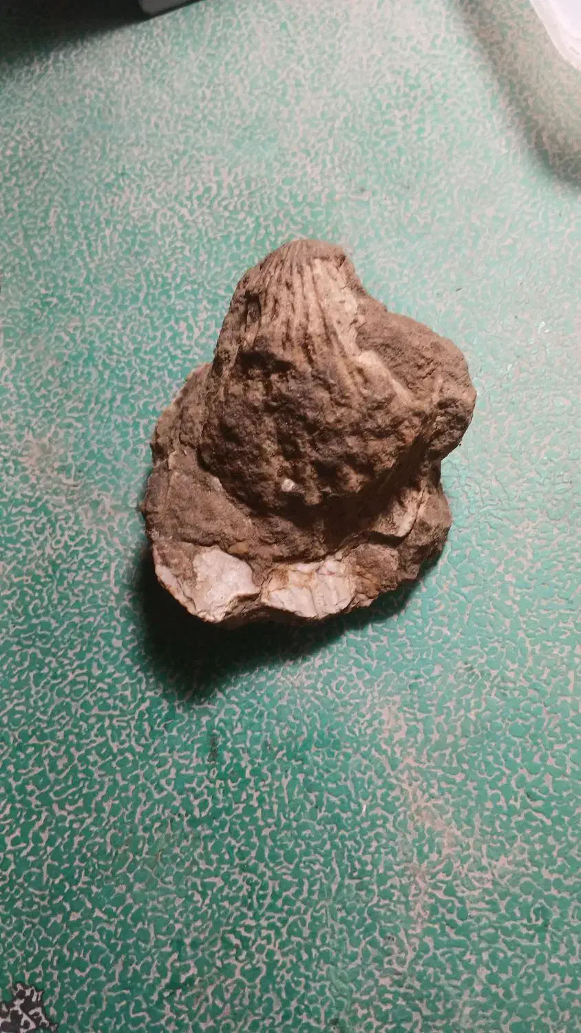 سنگ قیمتی|کلکسیون اشیاء عتیقه|گل تپه, |دیوار